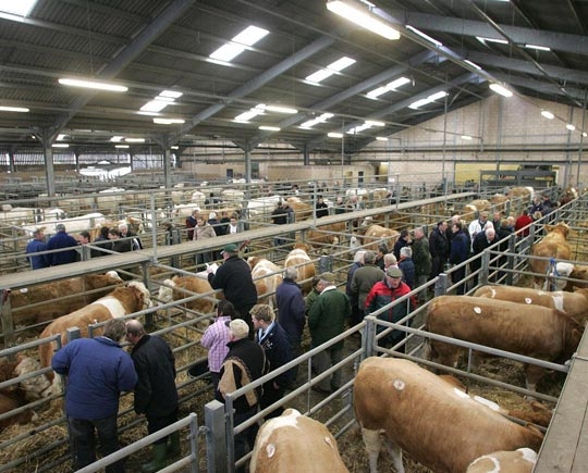 Steel cattle
